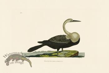 Pennant Zoology 047